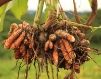 Radice di curcuma