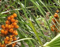 Frutti di Saw Palmetto